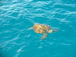 tartaruga3